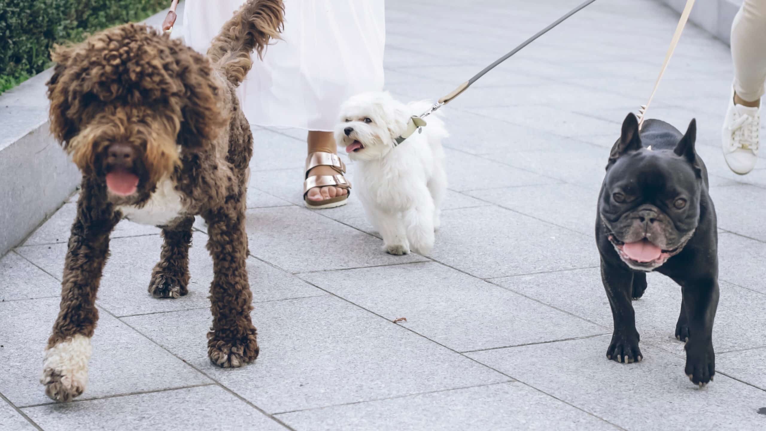 woman walking multiple dogs