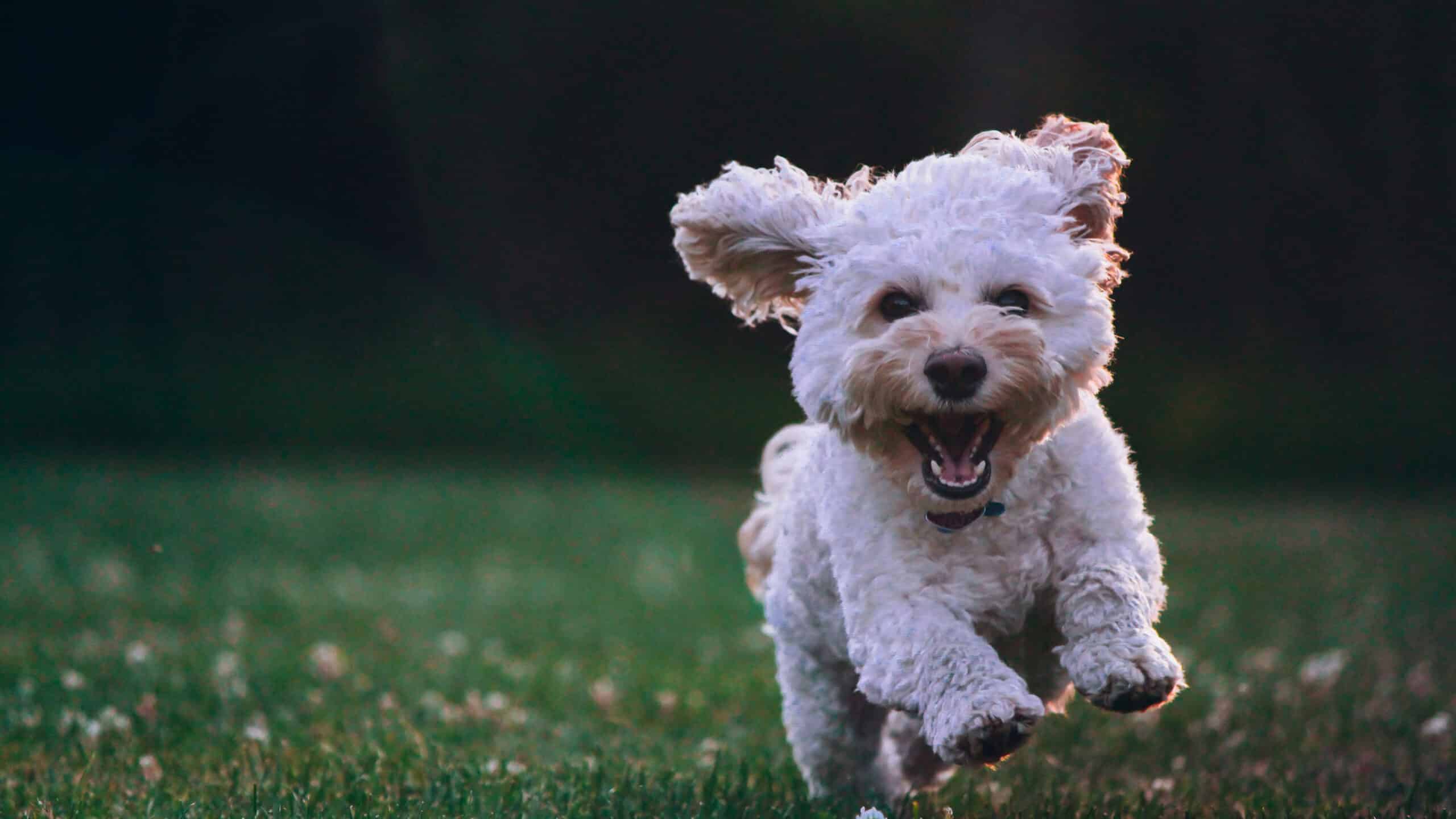 dog running on lawn