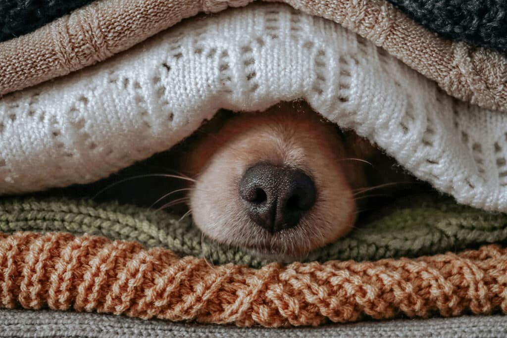 dog in blankets