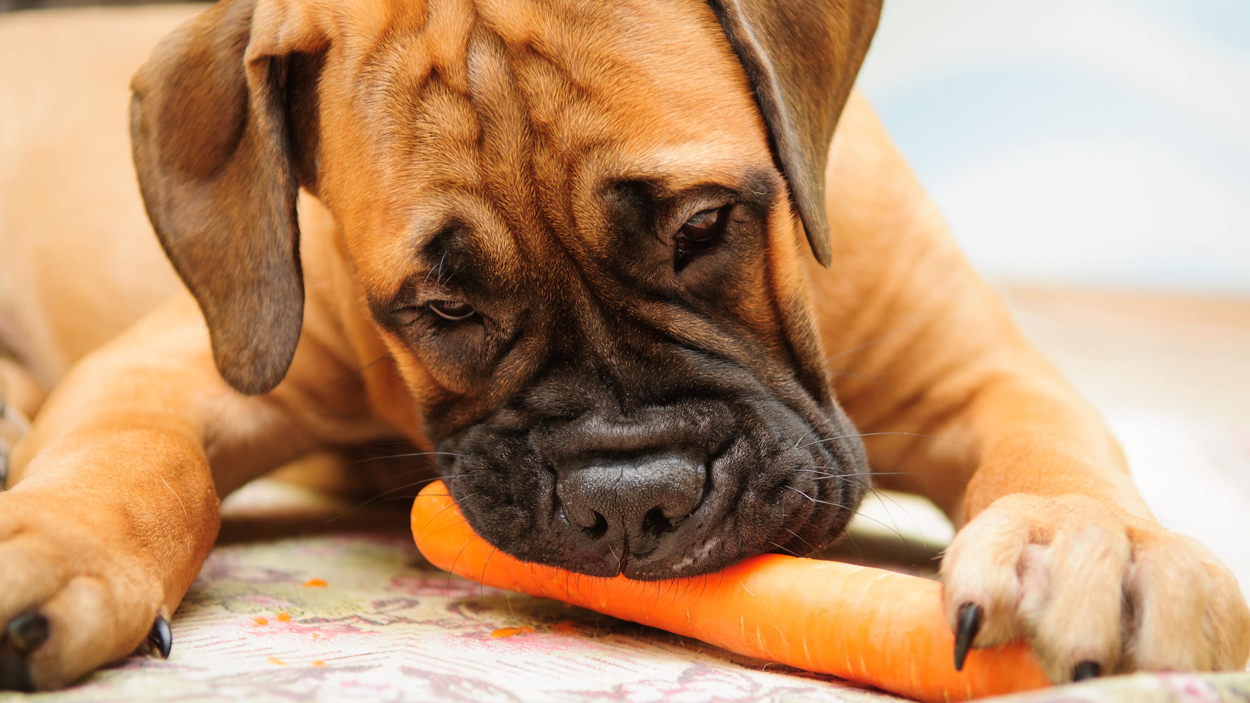 boxer eating a carrot