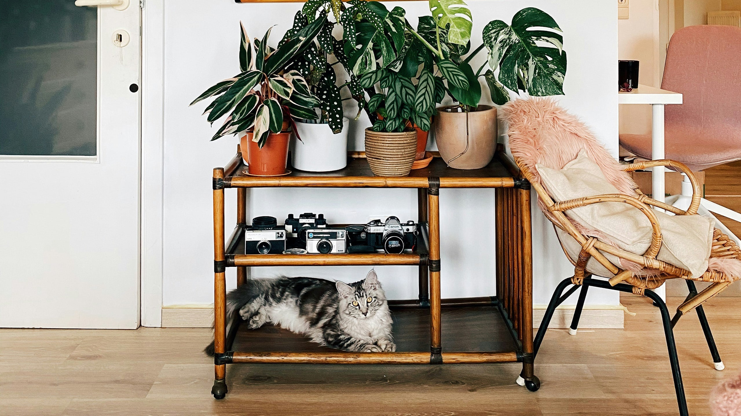 cat with house plants