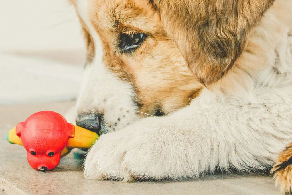 puppy using chew toy