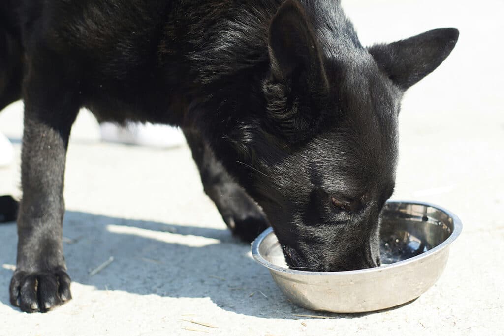 dog eating to maintain nutrition