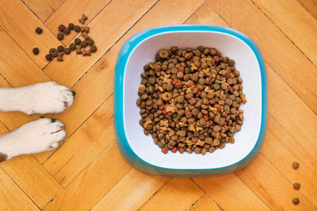 dog food and paws