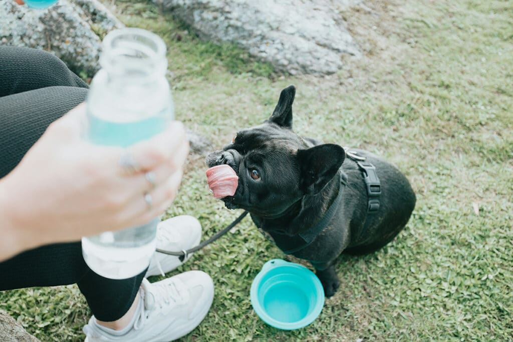 dog on a walk water break