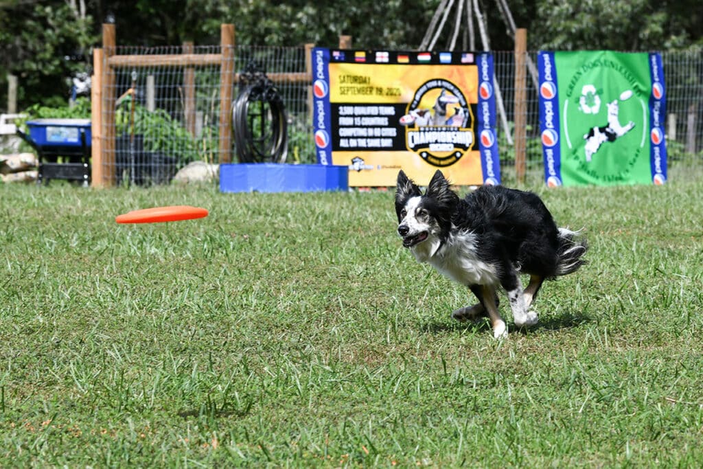 dog playing canine sports