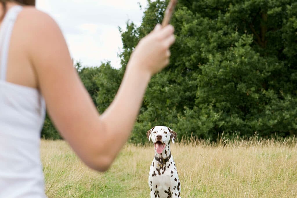 dog playing fetch with a stick
