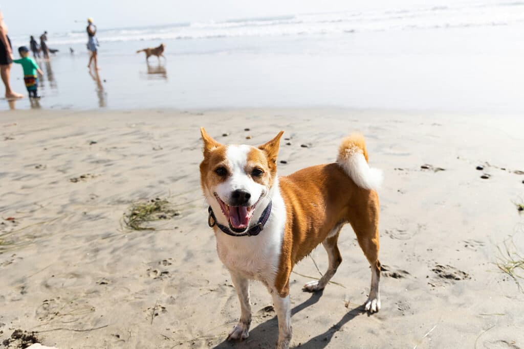 dog ready for swimming