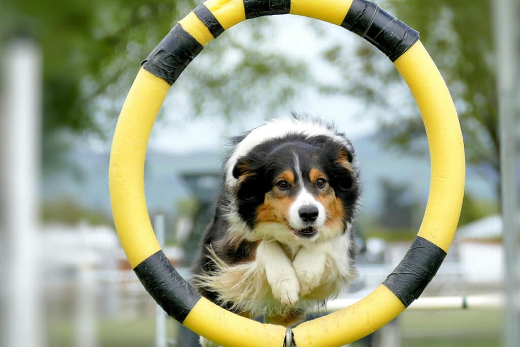 exercise your dog through agility training