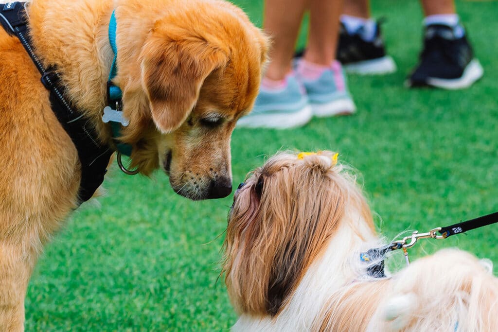 dogs socializing at a dog park