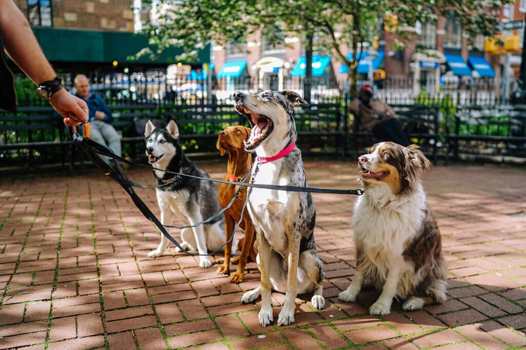 multiple dogs going for a walk