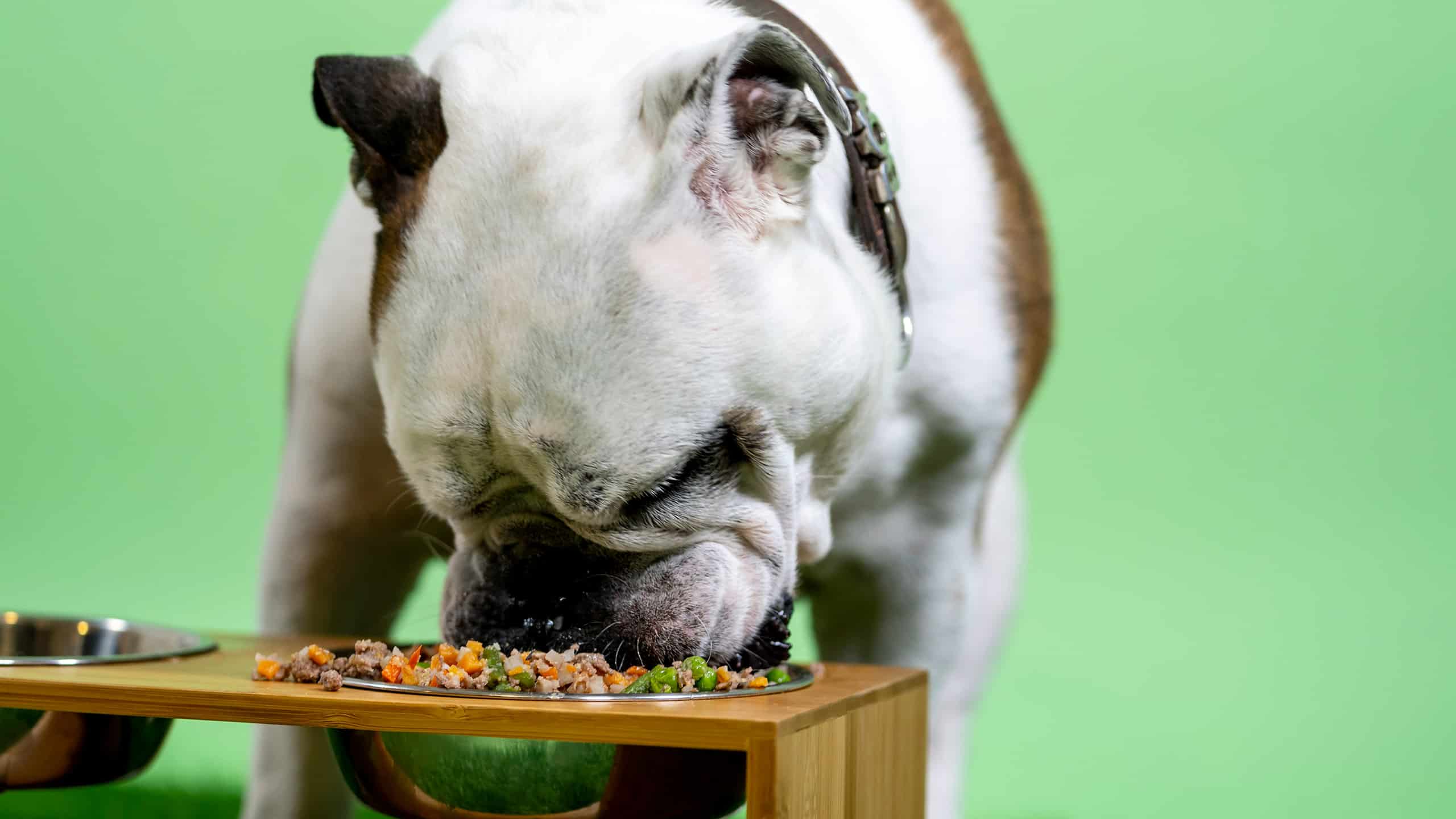 dog eating homemade food
