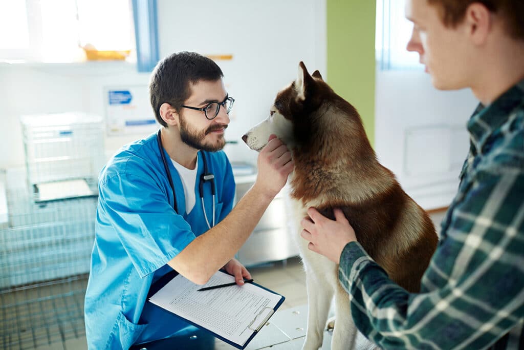 vet discussion about dog diet